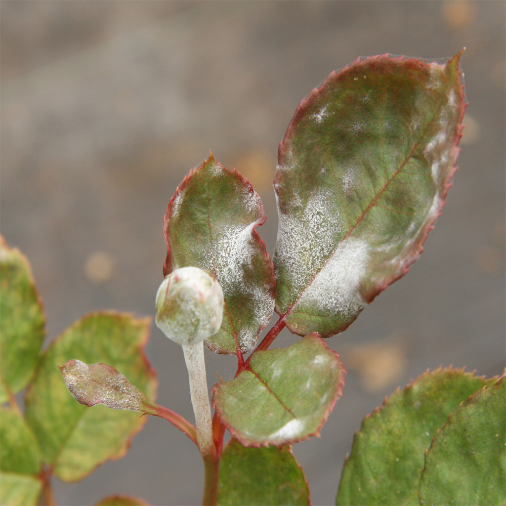 Powdery Mildew Shop Treloar Roses Premium Roses For Australian Gardens